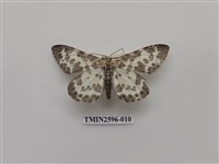 藏品(尺蛾109)的圖片